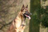 MALINOIS 1119